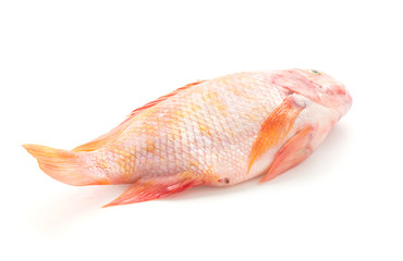 Red Tilapia