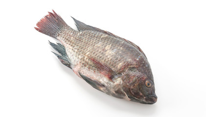 Black Tilapia or Tilapia