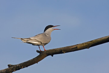 Common tern (Sterna hirundo)