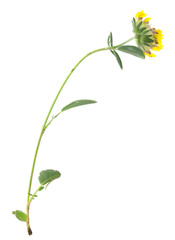 Common kidneyvetch, Anthyllis vulneraria isolated on white background