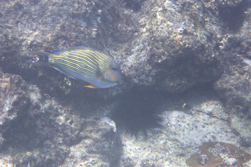 Fototapeta na wymiar Clown surgeonfish in Indian Ocean near Seychelles.