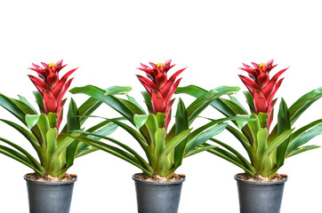 Blossoming plant of guzmania