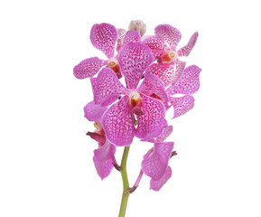 Naklejka na ściany i meble orchid in a white background