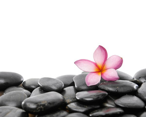 Set of pink frangipani on black pebbles