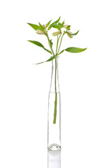Fototapeta na wymiar lilies in glass vase