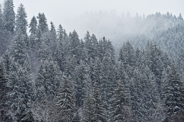 Snowfall on a pine tree forest