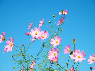コスモス