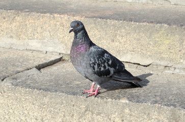 Rock pigeon on the street