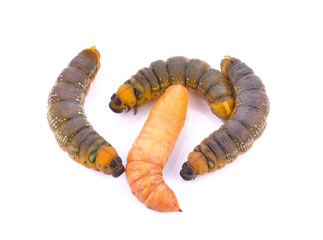 Caterpillar isolated on white background