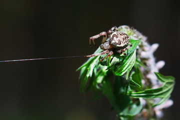 The female spider a Common garden spider ( lat. Araneus diademat )