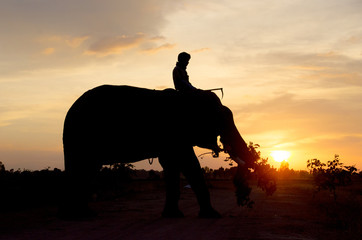 Fototapeta na wymiar Mahout and elephant.
