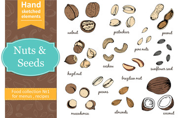 Set of nuts and seeds drawings. Sketches. Hand-drawing.