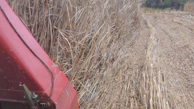 Invasive Cattails (Typha spp.) are cut and harvested by machinery in a marsh wetland to improve wildlife habitat.