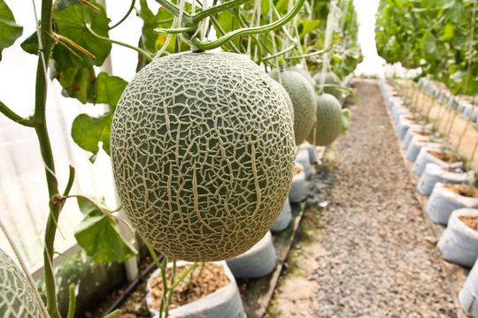 Melon organic produce from the farm.