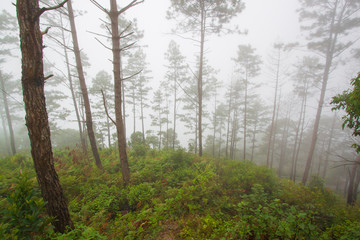 Forest in fog