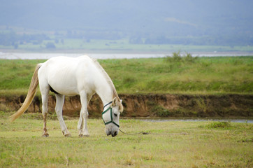 Obraz premium Horse on pasture on a daylight with a blue sky