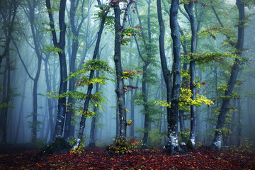 Creepy trees in the mist