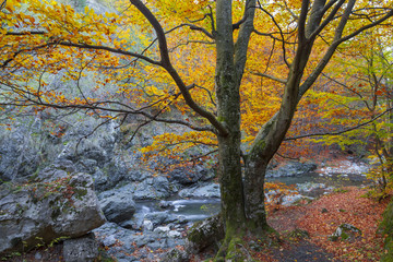 Beautiful tree in autumn colors