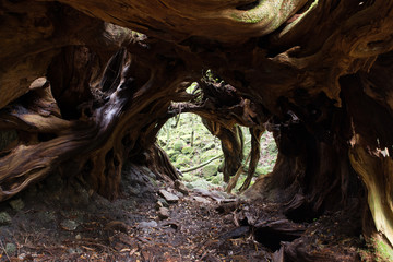 Tree tunnel  Yakushima