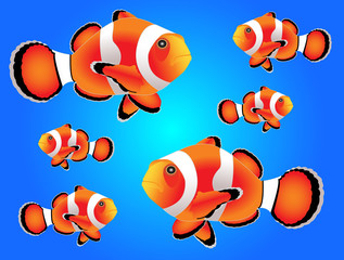 Obraz premium Clownfish with white background