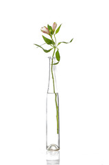 Fototapeta na wymiar orchid bunch in vase on white background