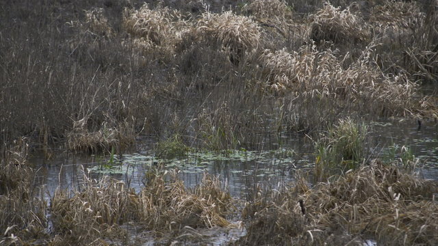 Raindrops hitting water in a marsh