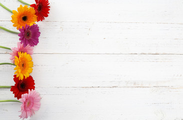 Gerbera