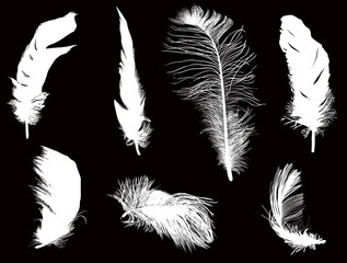 seven fluffy black feathers isolated on black