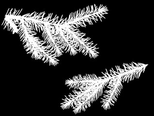 two white fir branches isolated on black
