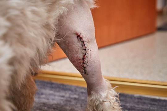 Havaneser Hund mit Narbe am linken Bein