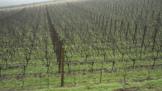 Vineyard in the winter, camera moves to the right along the vines. fog in the background.