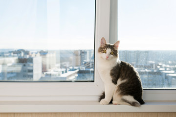 Young cat sitting on  window sill - Powered by Adobe