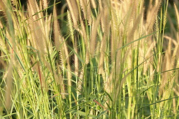 Gold flower and grass flower