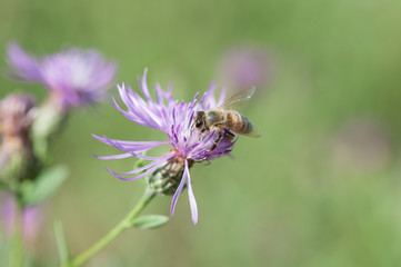 ape su fiore di campo