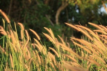 Grass flower