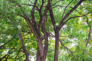 forest trees. nature green wood sunlight backgrounds.