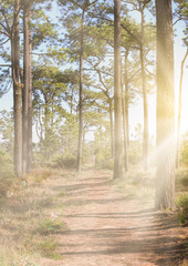 Nature trail for cycling and walking in Phu Kradueng national park in Loei, Thailand.