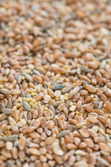 Cereals (for use as background image or as texture)