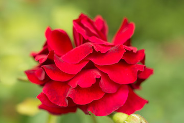 Flower red rose