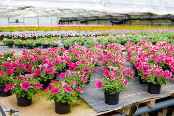 Cultivation of differen flowers in greenhouse