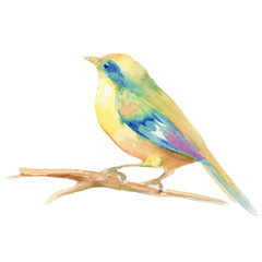 Cute watercolor bird. Hand drawn illustration in vector