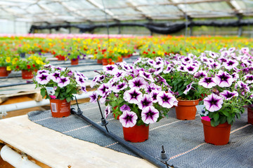 Cultivation of differen flowers in greenhouse