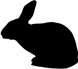 Fototapeta premium a rabbit 