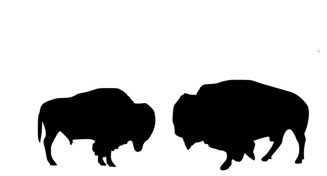 two bisons 
