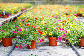 Fototapeta na wymiar Cultivation of differen flowers in greenhouse
