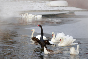 Winter. Black and white swans swimming in a pond.