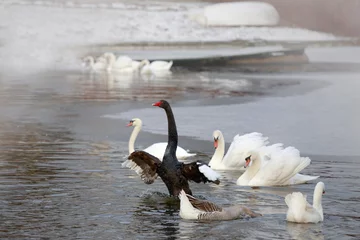 Photo sur Plexiglas Anti-reflet Cygne Winter. Black and white swans swimming in a pond.