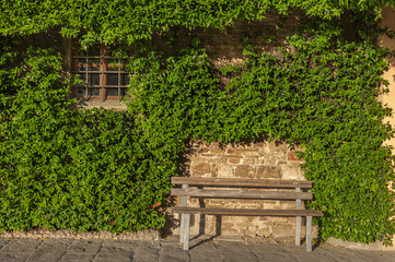  empty seat and window on a wall covered with ivy in garden 
