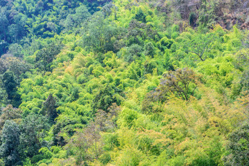 Mixed forest in northern of Thailand.