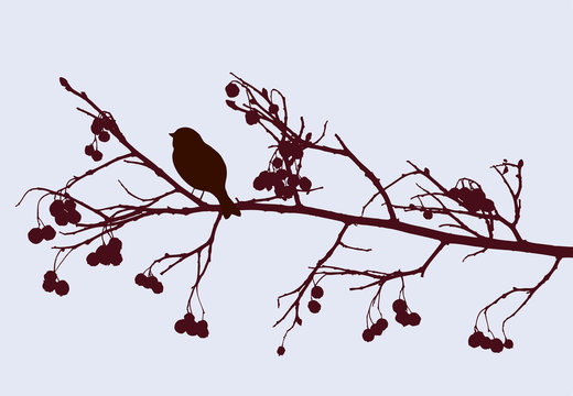 bird on a rowan branch